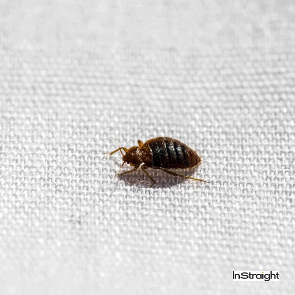 bed bug crawling